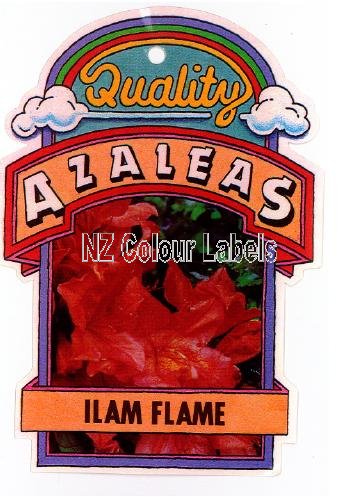 AZALEA Deciduous Ilam Flame - Click Image to Close