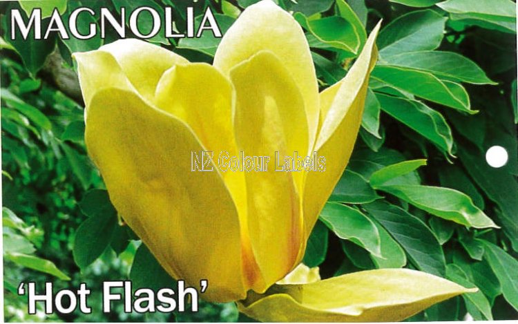 MAGNOLIA 'Hot Flash' - Click Image to Close