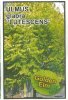 ULMUS glabra Lutescens [Golden Elm]