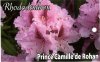 RHODODENDRON Prince Camille De Rohan