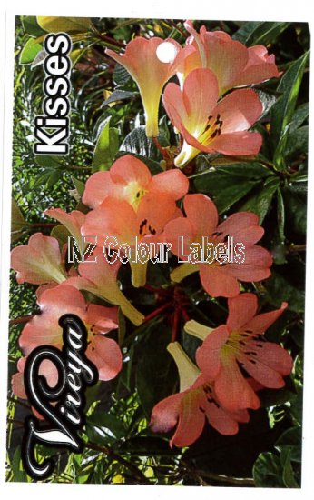 RHODODENDRON vireya Kisses - Click Image to Close