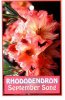 RHODODENDRON September Song