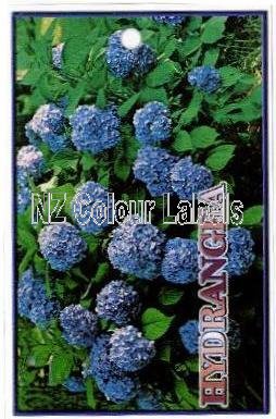 HYDRANGEA Blue - Click Image to Close