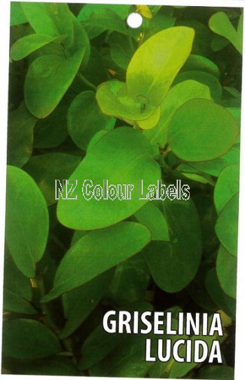 GRISELINIA l Lucida - Click Image to Close