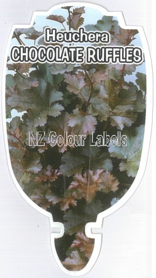 HEUCHERA Chocolate Ruffles - Click Image to Close