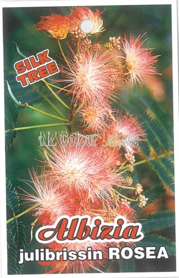 ALBIZIA julibrissin Rosea - Click Image to Close