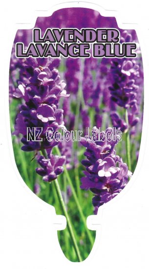 LAVENDULA Lavance Blue - Click Image to Close