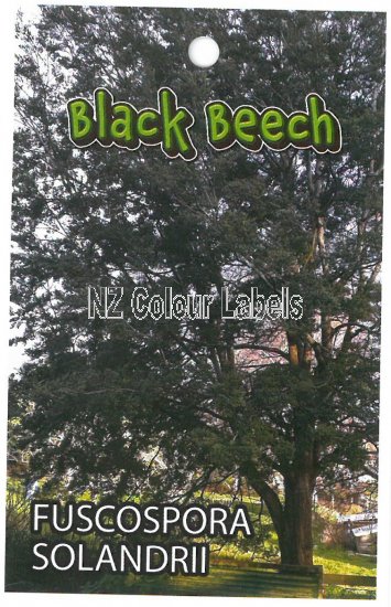 FUSCOSPORA SOLANDRII - Black Beech - Click Image to Close