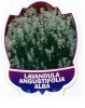 LAVANDUA angustifolia Alba