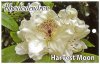 RHODODENDRON Harvest Moon