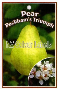 PEAR Packham's Triumph - Click Image to Close