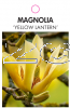 MAGNOLIA YELLOW LANTERN