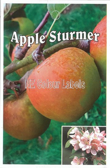 APPLE Sturmer - Click Image to Close