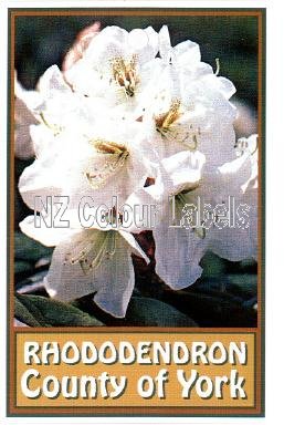 RHODODENDRON County Of York - Click Image to Close