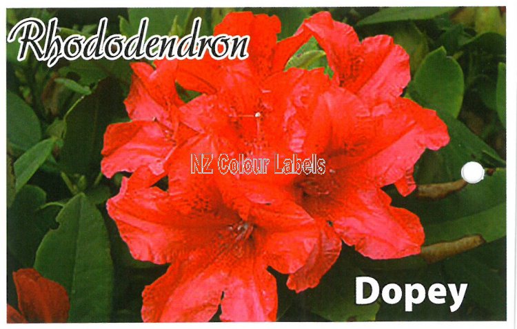 RHODODENDRON Dopey Yak - Click Image to Close