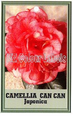 CAMELLIA Can Can Japonica - Click Image to Close