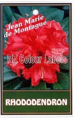 RHODODENDRON Jean Marie De Montague - Click Image to Close