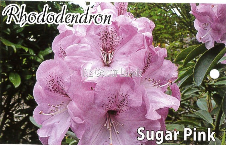 RHODODENDRON Sugar Pink - Click Image to Close