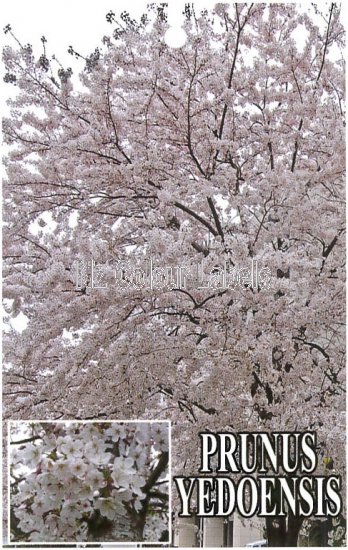 PRUNUS YEDOENSIS - Click Image to Close