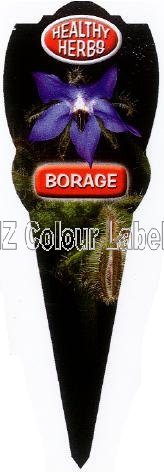 Borage - Borago Officinalis - Click Image to Close