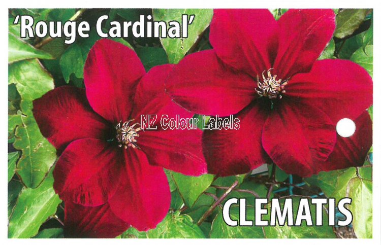 CLEMATIS Rouge Cardinal - Click Image to Close