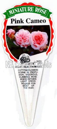 ROSE MINIATURE Pink Cameo - Click Image to Close