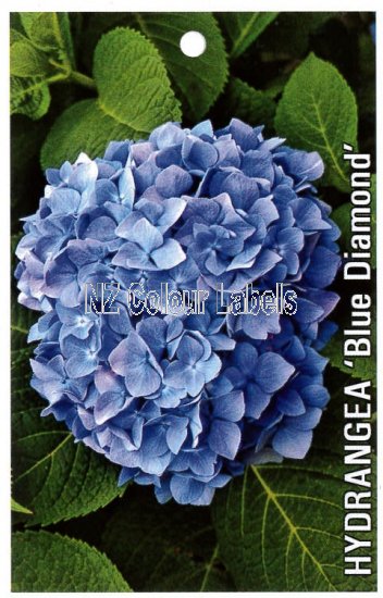 HYDRANGEA Blue Diamond - Click Image to Close