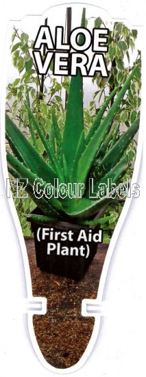 ALOE vera - Click Image to Close