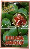 FEIJOA Unique