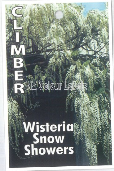 WISTERIA fl. Alba - Snow Showers - Click Image to Close