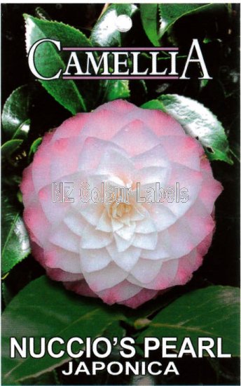 CAMELLIA Nuccios Pearl Japonica - Click Image to Close