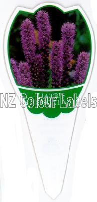 LIATRIS spicata Blazing Star - Click Image to Close