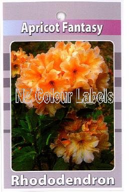 RHODODENDRON Apricot Fantasy - Click Image to Close