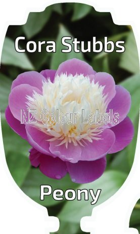 PAEONIA CORA STUBBS - Click Image to Close