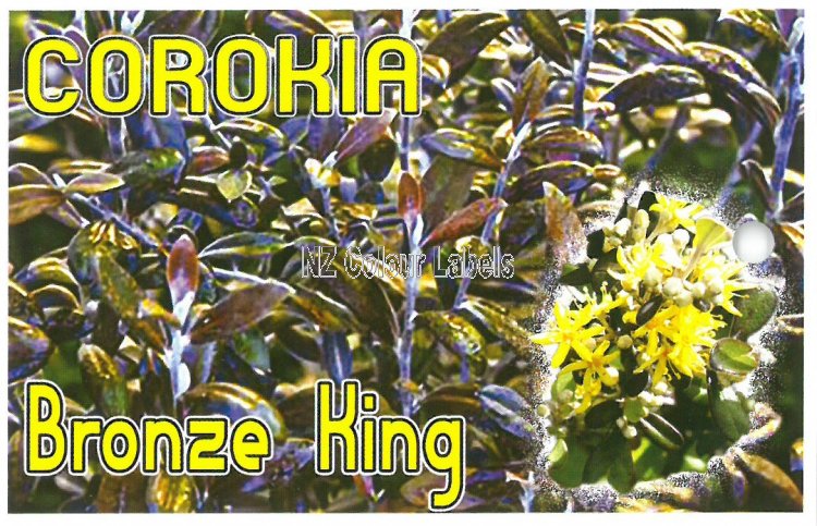 COROKIA Bronze King - Click Image to Close