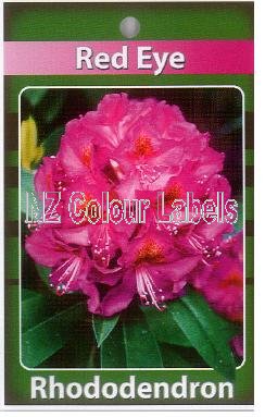 RHODODENDRON Red Eye - Click Image to Close