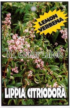 LIPPIA citriodora [Lemon Verbena] - Click Image to Close