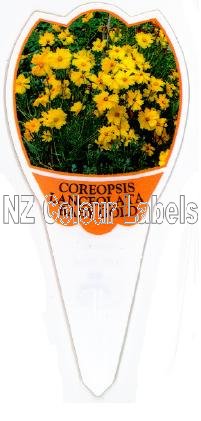 COREOPSIS lanceolata Baby Gold - Click Image to Close