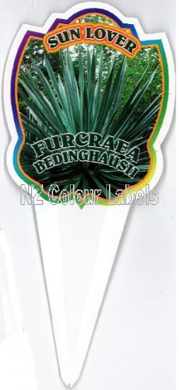 FURCRAEA bedinghausii - Click Image to Close