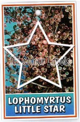 LOPHOMYRTUS Little Star - Click Image to Close