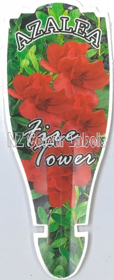 AZALEA Evergreen FIRE TOWER - Click Image to Close