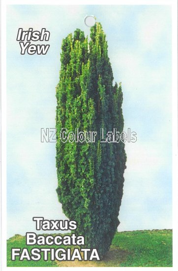 TAXUS b. Fastigiata - Click Image to Close