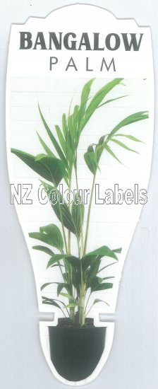 ARCHONTOPHOENIX CUNNINGHAMIANA [Bangalow Palm] - Click Image to Close