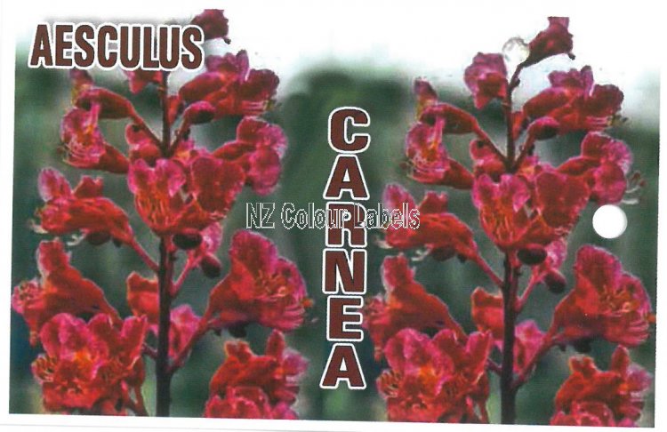 AESULUS carnea - Click Image to Close