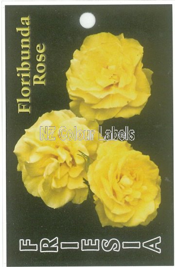 ROSE Floribunda Friesia - Click Image to Close