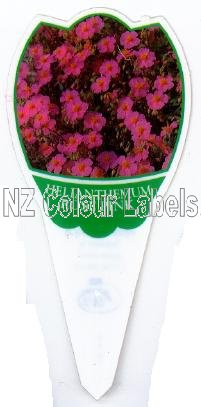 Helianthemum ROSE Pink - Click Image to Close