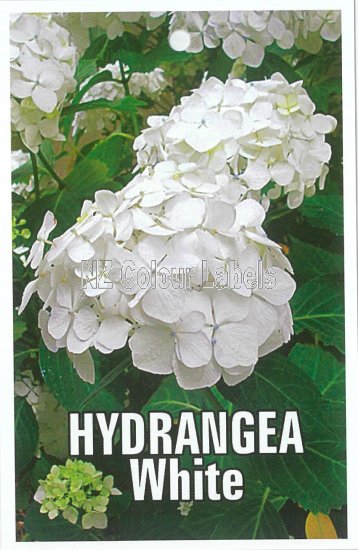 HYDRANGEA White - Click Image to Close