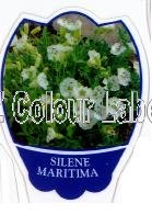 SILENE maritima White Bells - Click Image to Close