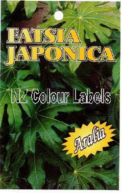 FATSIA japonica - Click Image to Close