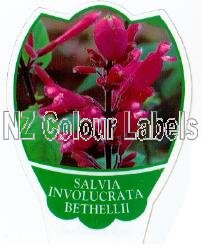 SALVIA bethellii - Click Image to Close